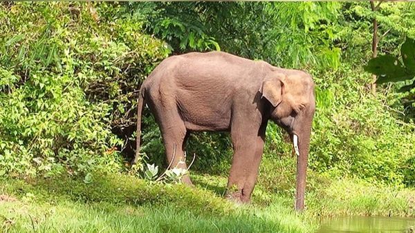 ഇടുക്കിയില്‍ കാട്ടാനശല്യം രൂക്ഷമാകുന്നു; വ്യാപക കൃഷിനാശം