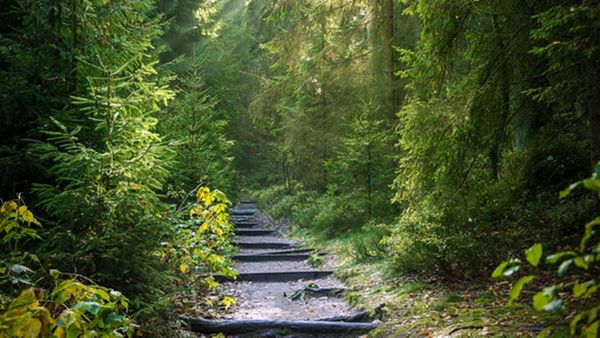 വീണ്ടും മലയോര കർഷക ദ്രോഹം: ഫോറസ്റ്റ് ആക്ട് നിയമ ഭേതഗതിക്കെതിരെ കർഷക സംഘടനകള്‍