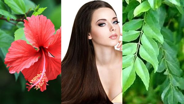 മുടി കൊഴിച്ചിലിന് ഫുൾ സ്റ്റോപ്പിടാം; വീട്ട് പരിസരത്ത് ഈ ഇലകളുണ്ടോ? ചെയ്യേണ്ടത് ഇത്രമാത്രം