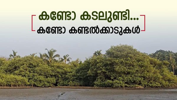 കണ്ടല്‍ക്കാടുകള്‍ക്കിടയിലൂടെ സാഹസിക ബോട്ട് യാത്ര, വെറും 100 രൂപ മാത്രം; കടലുണ്ടി വിളിക്കുന്നു