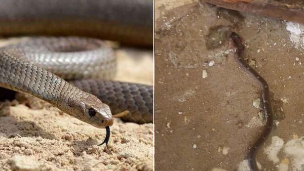 ക്ലാസ് മുറിക്കുള്ളില്‍ വിദ്യാര്‍ത്ഥിനിക്ക് പാമ്പു കടിയേറ്റു; സംഭവം നെയ്യാറ്റിന്‍കരയില്‍