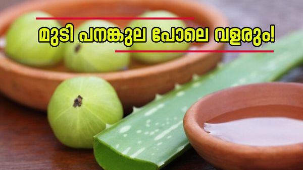 കറ്റാർവാഴയും നെല്ലിക്കയും കുറച്ച് തേങ്ങാ വെള്ളവും; ഇതുപോലെ തയ്യാറാക്കി കുടിച്ചാൽ മുടി വളരും..