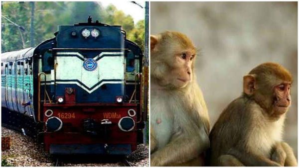 മങ്കി ഫൈറ്റ്! വാഴപ്പഴത്തിനായി കുരങ്ങന്മാർ തമ്മിൽ പൊരിഞ്ഞ അടി; ഒടുവിൽ ട്രെയിൻ വരെ പിടിച്ചിട്ടു, സംഭവിച്ചത് 