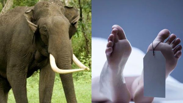 ഇടുക്കിയിൽ വീണ്ടും കാട്ടാന ആക്രമണം; പശുവിനെ അഴിക്കാൻ പോയ 22കാരന് ദാരുണാന്ത്യം