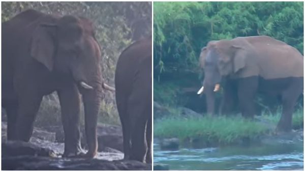 മസ്തകത്തിൽ പരിക്കേറ്റ ആന ചാലക്കുടിപ്പുഴയുടെ തീരത്ത്; ദൗത്യ സംഘത്തിന് ഇന്ന് നിർണായക ദിനം