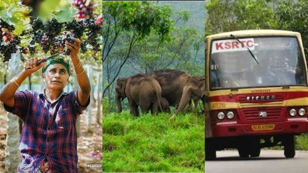മഞ്ഞിനെ വകഞ്ഞ് മാറ്റി ഗവിയിലേക്ക്; കുട്ടവഞ്ചിയും മുന്തിരിതോട്ടവും കൂടെ തമിഴ്നാടും.. പാക്കേജ്