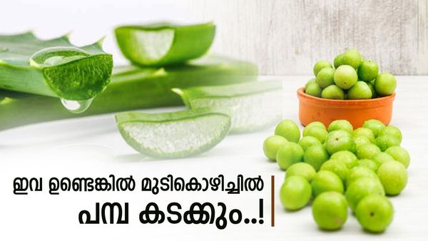 കറ്റാർവാഴയും നെല്ലിക്കയും അടിപൊളി കോംബിനേഷൻ; മുടി കൊഴിച്ചിൽ തടയാൻ വേറെന്ത് വേണം? ഇങ്ങനെ ചെയ്യൂ
