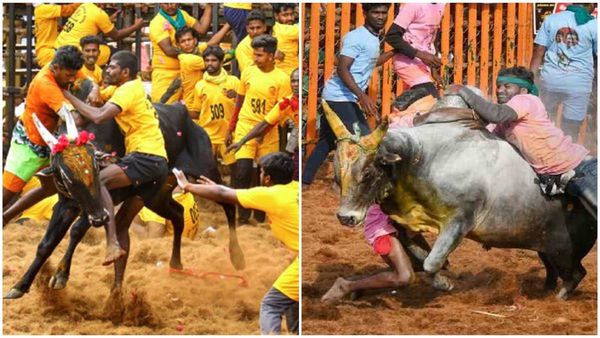 1100 കാളകൾ, സമ്മാനമായി 11 ലക്ഷം രൂപ വിലയുള്ള ട്രാക്ടറും, കാറും; ജല്ലിക്കെട്ടിന് തുടക്കമായി