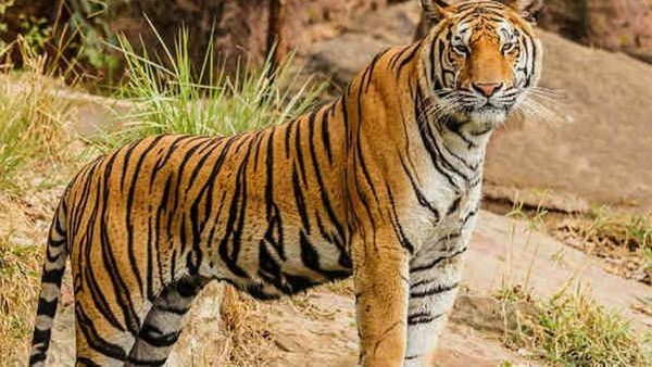 നരഭോജി കടുവയുടെ ആമാശയത്തിൽ കമ്മൽ; പോസ്റ്റുമാർട്ടം റിപ്പോർട്ട് പുറത്ത്