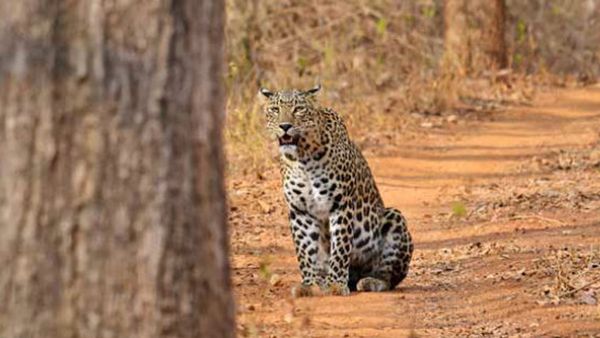 വയനാട്ടില്‍ കടുവയ്ക്ക് പിന്നാലെ പുലിയുടെ ആക്രമണം; യുവാവിന് പരിക്ക്