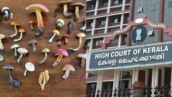 'മാജിക് മഷ്‌റൂം' സ്വാഭാവിക ഫംഗസ് മാത്രം; നിരോധിത ലഹരി വസ്‌തുവായി കണക്കാക്കാൻ കഴിയില്ലെന്ന് ഹൈക്കോടതി