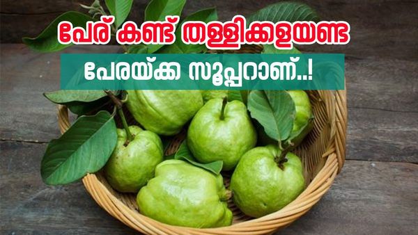 പേരയ്ക്കയുടെ ഗുണങ്ങൾ അറിഞ്ഞാൽ ആരും ഞെട്ടും; പ്രതിരോധ ശേഷി വർധിപ്പിക്കും, ചർമ്മം വെട്ടിത്തിളങ്ങും