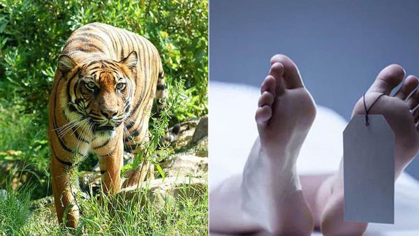 വയനാട്ടില്‍ കടുവയുടെ ആക്രമണം; വനംവകുപ്പ് വാച്ചറുടെ ഭാര്യ കൊല്ലപ്പെട്ടു