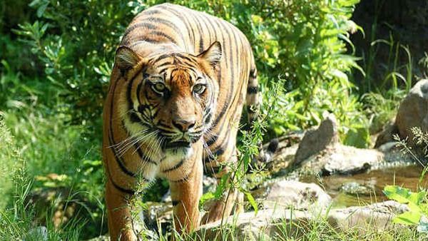 പഞ്ചാരക്കൊല്ലിയില്‍ വീണ്ടും കടുവയുടെ ആക്രമണം; ദൗത്യസംഘാംഗത്തിന് പരിക്ക്