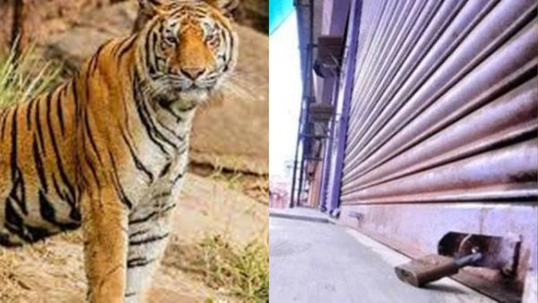 മാനന്തവാടിയിൽ യുഡിഎഫ്, എസ്‌ഡിപിഐ ഹർത്താൽ തുടങ്ങി; കടുവയെ തിരയാൻ ഊർജിത ശ്രമം, കുങ്കിയാനകളെ എത്തിക്കും