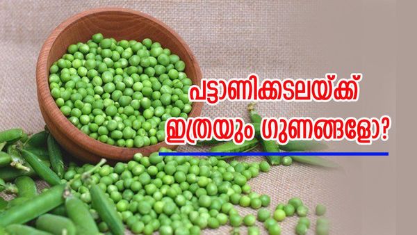 തടി കുറയ്ക്കാൻ മാത്രമല്ല; പട്ടാണിക്കടല കഴിക്കുന്നതിന്റെ ​ഗുണങ്ങൾ അറിഞ്ഞാൽ നിങ്ങൾ ഞെട്ടും, ഉറപ്പാണ്