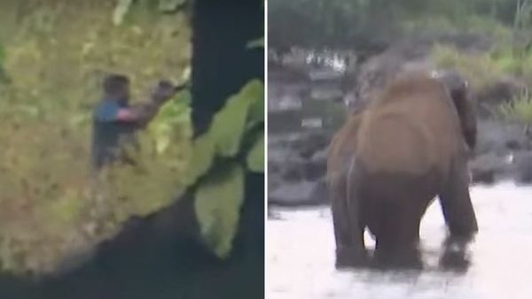 മസ്തകത്തില്‍ പരിക്കേറ്റ കാട്ടാനയെ മയക്കുവെടിവെച്ചു; ദൗത്യം നിര്‍ണായകഘട്ടത്തില്‍