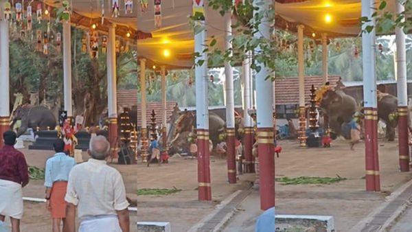 കൊയിലാണ്ടി മണക്കുളങ്ങര ക്ഷേത്രത്തില്‍ ആന ഇടഞ്ഞു; 2 പേർക്ക് ദാരുണാന്ത്യം, നിരവധി പേർക്ക് പരിക്ക്