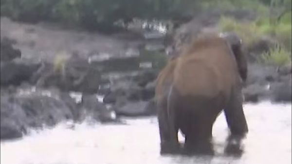 കാട്ടുകൊമ്പന്റെ മസ്തകവും തുമ്പിക്കൈയും പുഴുവരിച്ചു; തലച്ചോറില്‍ അണുബാധ: പോസ്റ്റ്മോര്‍ട്ടം റിപ്പോര്‍ട്ട്