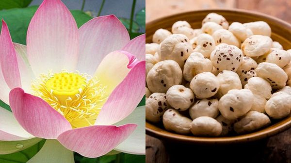 ലോകം അംഗീകരിച്ച സൂപ്പർ ഫുഡ്; താമരവിത്ത് ഗുണം കൊണ്ട് ഞെട്ടിക്കും, ഇത്രയധികം പ്രത്യേകതകളോ?