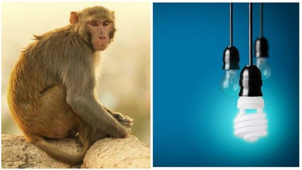 ശ്രീലങ്കയെ ഇരുട്ടിലാക്കി കുരങ്ങ്; ട്രാൻസ്ഫോമറിൽ കയറി ചെയ്തത് ചില്ലറക്കാര്യമല്ല..