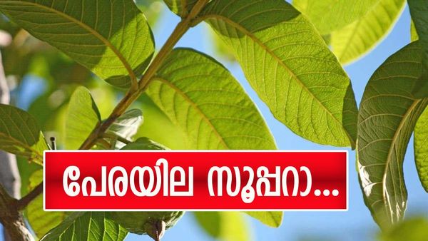 പേരയില ഇട്ട് തിളപ്പിച്ച വെള്ളം കുടിക്കാം, ചവച്ചും കഴിക്കാം; അത്രയും ഗണങ്ങളുണ്ടോ ഈ ഇലയ്ക്ക്? അറിയാം 
