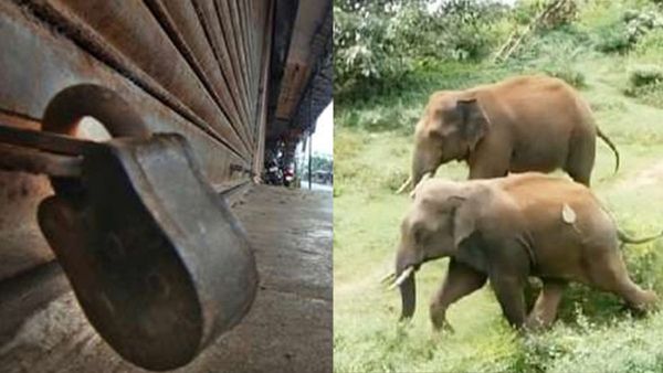 Wayanad Hartal: വയനാട്ടില്‍ ഹര്‍ത്താല്‍ തുടങ്ങി; വാഹനങ്ങള്‍ തടയുന്നു, നേരിയ സംഘര്‍ഷം