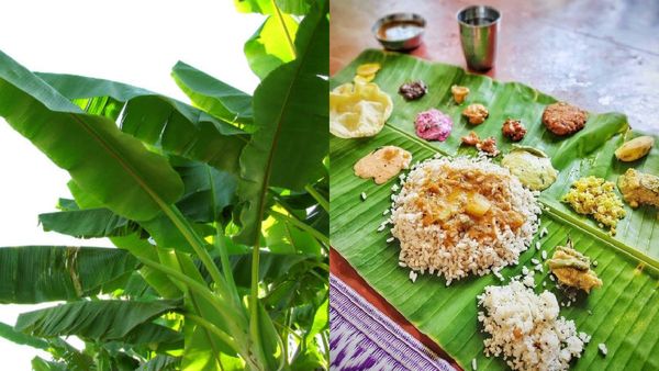 വാഴയില വെട്ടി അതിലൊരു ഊണ്, ആഹാ അന്തസ്; ഈ ഗുണങ്ങൾ കൂടി അറിഞ്ഞാൽ നിങ്ങൾ ഫ്ലാറ്റാവും..!