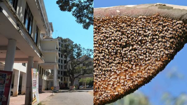 തിരുവനന്തപുരം കളക്ട്രേറ്റിൽ ബോംബ് ഭീഷണി; പരിശോധിക്കാനെത്തിയ ഉദ്യോഗസ്ഥരെ തേനീച്ച കുത്തി