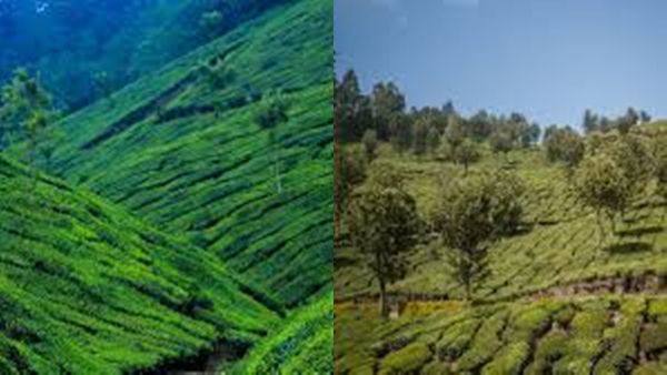 മാമലക്കണ്ടം വഴി മൂന്നാർ, ഇലവീഴാപൂഞ്ചിറയും ഇല്ലിക്കൽക്കല്ലും; വേനലവധി പൊളിക്കാം