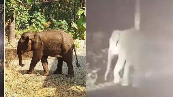 കീഴ്ത്താടിയും നാക്കും തകര്‍ന്ന നിലയില്‍; കണ്ണൂരില്‍ മയക്കുവെടിവെച്ച് പിടികൂടിയ കുട്ടിയാന ചരിഞ്ഞു