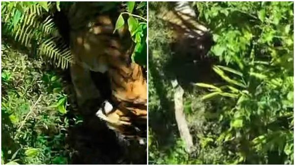 ഇടുക്കി അരണക്കല്ലിൽ കടുവയിറങ്ങി; പശുവിനേയും നായയേയും കൊന്നു