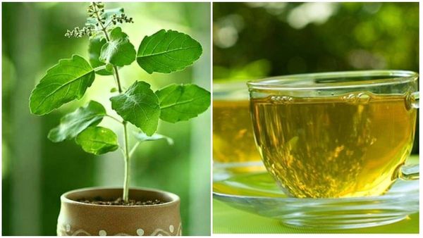 ദിവസവും അഞ്ചോ ആറോ തുളസിയില കഴിച്ചുനോക്കൂ; ​ഗുണങ്ങൾ എന്താണെന്ന് അറിയാം