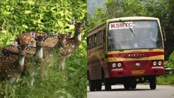 വയനാട്ടിലൂടെ രാത്രിയിലൊരു ജംഗിൾ സഫാരി, പൂക്കോട് തടാകം, ബാണാസുര..; പിന്നെന്ത് വേണം? പാക്കേജ് ഇതാ