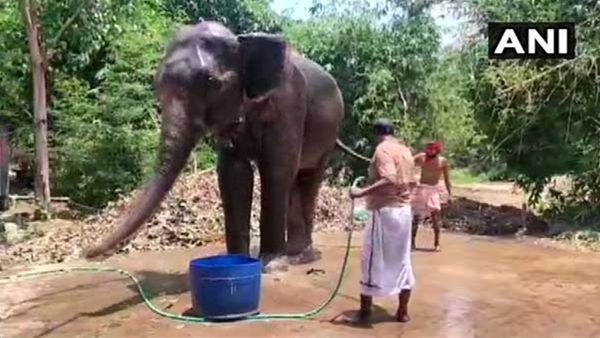 കോട്ടൂരിലെ ആന പുനരധിവാസ കേന്ദ്രത്തില്‍ ജോലി; യോഗ്യത ഏഴാം ക്ലാസ് മാത്രം: ശമ്പളം 18390 രൂപയോളം