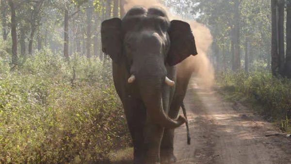 അതിരപ്പിള്ളിയിൽ വീണ്ടും കാട്ടാന ആക്രമണം; രണ്ട് പേർ കൊല്ലപ്പെട്ടു, 2 ദിവസത്തിനിടെ പൊലിഞ്ഞത് 3 ജീവനുകൾ