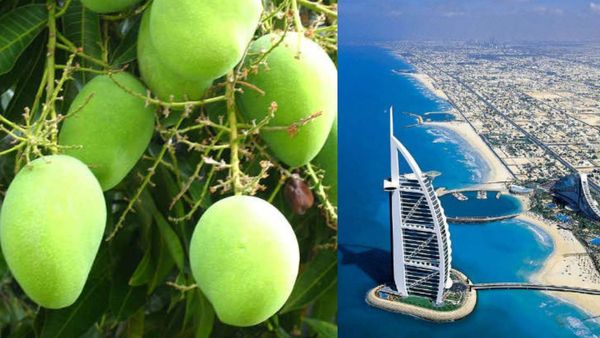 യുഎഇയിലേക്ക് മാത്രമല്ല നമ്മുടെ മാങ്ങ പോകുന്നത്; ആ 10 രാജ്യങ്ങള്‍ ഇതാണ്, ഗുണങ്ങളും അറിയാം