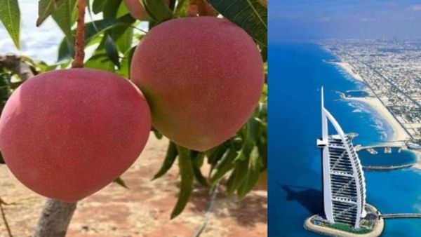 ഖത്തറും സൗദി അറേബ്യയും അല്ല; ഇന്ത്യന്‍ മാങ്ങ കൂടുതല്‍ എത്തുന്നത് ഈ ജിസിസി രാജ്യത്തേക്ക്