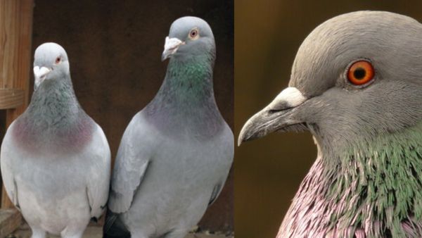 ബാല്‍ക്കണിയില്‍ നിന്ന് പ്രാവിനെ ഓടിക്കാന്‍ പതിനെട്ടടവും പ്രയോഗിച്ചോ; ഈ സിമ്പിള്‍ ടിപ്‌സ് പ്രയോഗിക്കൂ