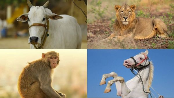 നിങ്ങൾ തിരഞ്ഞെടുക്കുക കുരങ്ങനെ ആണോ സിംഹത്തെ ആണോ? ഉത്തരം പറയും നിങ്ങൾ എത്തരക്കാരാണെന്ന്