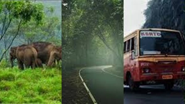 മഴയത്ത് കറങ്ങാം, മലരിക്കൽ ആമ്പൽ പാടവും വള്ളസദ്യയും, കാടുകണ്ട് ഗവി യാത്രയും; പാക്കേജ് ഇതാ