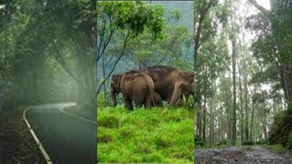 കോടയും മഴയും റെഡിയാണ്  1750 രൂപയ്ക്ക് ഗവി വരെ കെഎസ്ആർടിസിയിൽ ഒന്ന് പോയി വന്നാലോ?; കിടിലൻ പാക്കേജ്