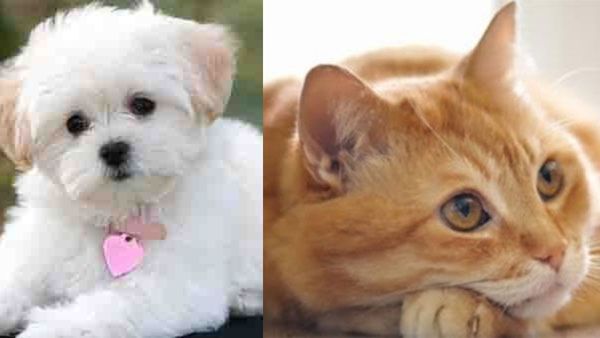 വീട്ടിലെ അരുമയെ എപ്പോഴും ചെള്ള് കടിക്കുന്നുണ്ടോ? പ്രാണികളില്‍ നിന്ന് വളര്‍ത്തുമൃഗങ്ങളെ സംരക്ഷിക്കാം