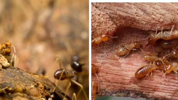 ഫര്‍ണീച്ചറുകള്‍ ചിതല്‍ തിന്ന് നശിപ്പിക്കുകയാണോ? കാശ് മുടക്കില്ലാത്ത പരിഹാരം വീട്ടില്‍ തന്നെയുണ്ട്‌