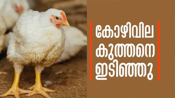 കോഴി വിലയില്‍ വന്‍ ഇടിവ്.. ഡിമാന്‍ഡ് കുറഞ്ഞു; ഒറ്റയടിക്ക് വീണത് 150 രൂപയോളം..!