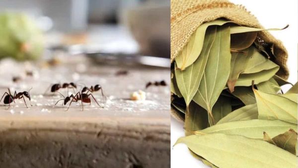 അടുക്കളയില്‍ നിന്ന് ഉറുമ്പുകളെ ഓടിക്കാന്‍ എല്ലാ മാര്‍ഗവും പരീക്ഷിച്ചു മടുത്തോ? ഈ ഒരൊറ്റ ട്രിക്ക് പ്രയോഗിക്കൂ