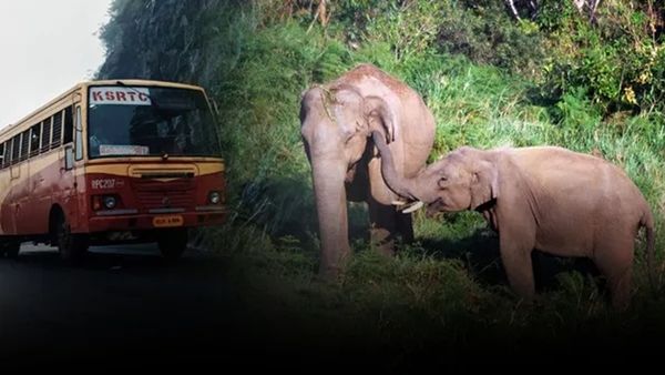 ഗവി, കാടിന്‍റെ സൗന്ദര്യം കണ്ട് പോകാം, കോടമഞ്ഞിറങ്ങിയ വഴിയിലൂടെ ഓഫ്റോഡ് യാത്രയും