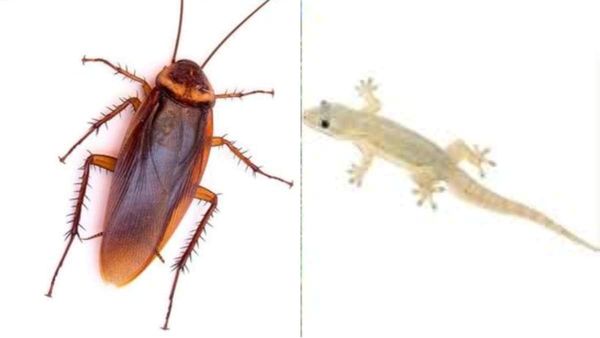 തറ തുടയ്ക്കുന്ന വെള്ളത്തില്‍ ഈ ചേരുവ ചേര്‍ക്കൂ; പാറ്റയും പല്ലിയും ആ പ്രദേശത്തേ് അടുക്കില്ല