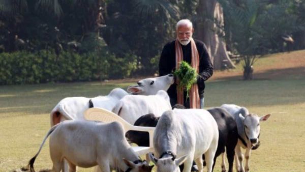 പശുവെന്താ മൃഗമല്ലേ? മൃഗസ്‌നേഹികള്‍ക്കിട്ട് പ്രധാനമന്ത്രിയുടെ കൊട്ട്; ഇതു പറയാനുള്ള കാരണം