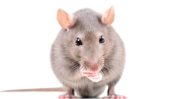 എലിയെ കൊല്ലാന്‍ പേടിയാണോ? എങ്കില്‍ അവ വരാതിരിക്കാന്‍ ഈ ഒരൊറ്റ സൂത്രം പ്രയോഗിച്ചോളൂ